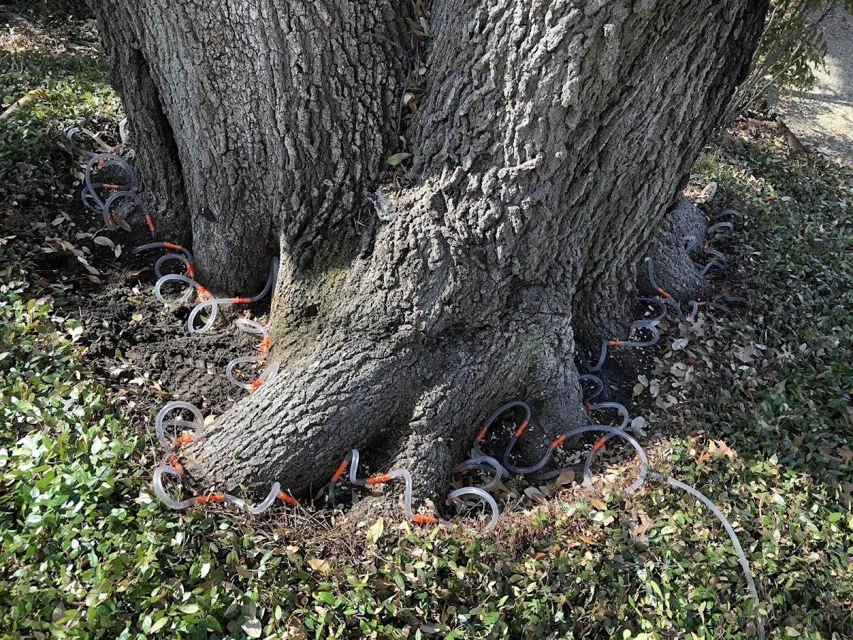 Detailed Tree Cabling and Bracing job site in Somers