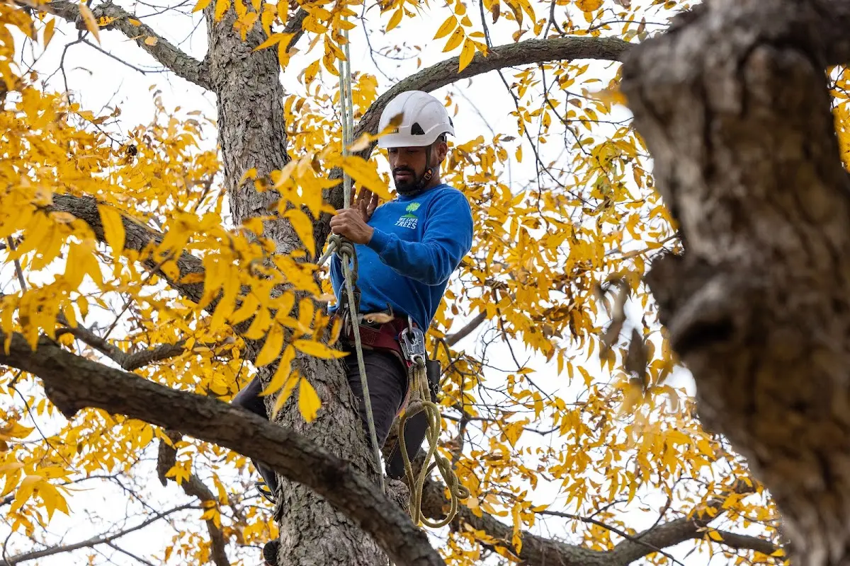 Skilled Storm Damage Cleanup crew working in Somers